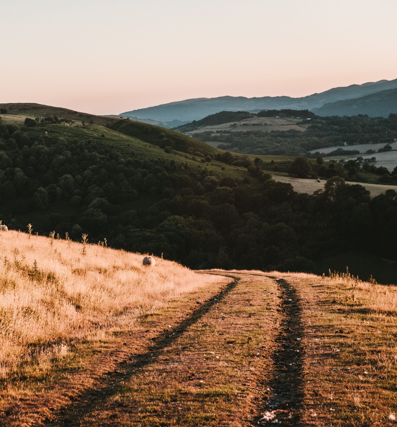 A dirt path winding through golden grass toward rolling hills beneath a pale evening sky.